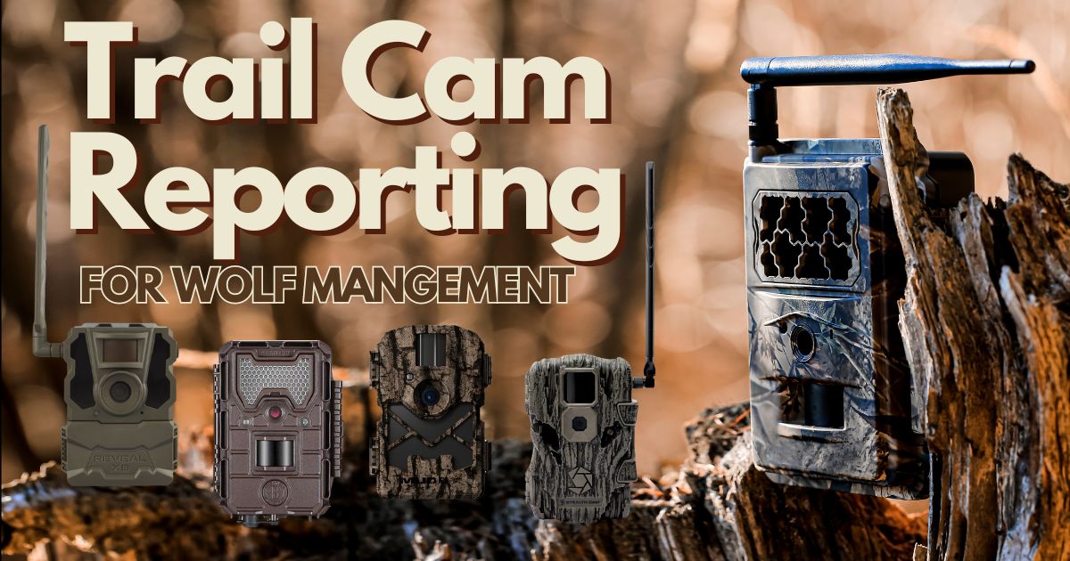 Trail Cameras for Tracking Wolf Activity in Minnesota